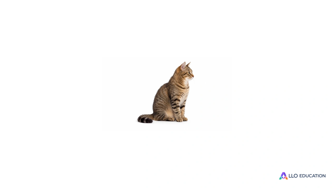 Un chat brun tigré dont le pelage est visible, isolé sur fond blanc.