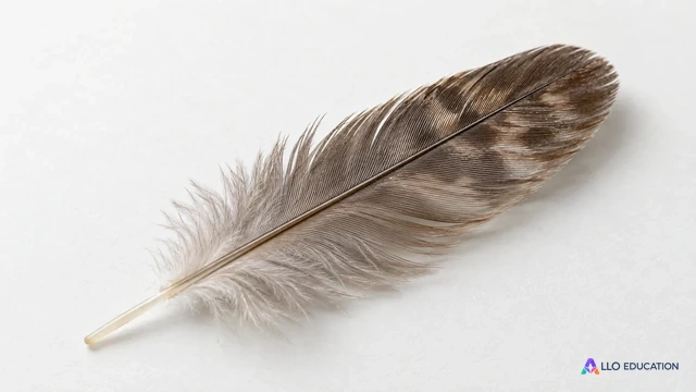 Une plume d’oiseau gris brun repose sur une table claire sans inscription.